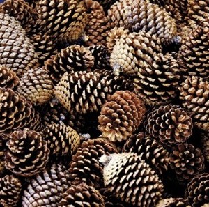 cluster of pine cones