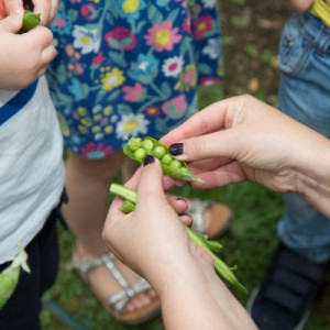 children looking at peas grown